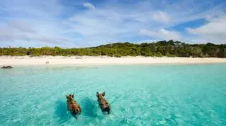 Świnie na Bahamach 