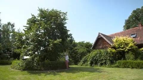 Szczepienie drzew, transplantacja drzew - na czym polega? po co?