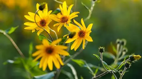 Topinambur – uprawa słonecznika bulwiastego w ogrodzie krok po kroku