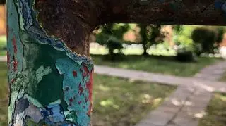 Trzepak sfotografowany przez Dorotę Szelągowską