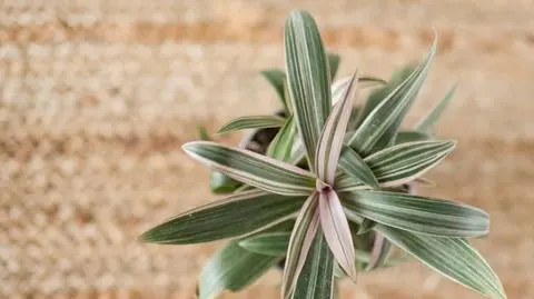 Trzykrotka – odmiany, uprawa, podlewanie i pielęgnacja