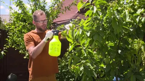 W Twoim ogrodzie grasują mszyce? Pozbądź się ich dzięki opryskom z wrotycza!