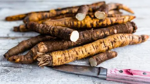 Wężymord czarny korzeń – uprawa i pielęgnacja w ogrodzie