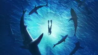 Will Smith - spotkanie z rekinami