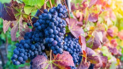 Winogrona – uprawa, odmiany i sadzonki. Kiedy przycinać winorośle?