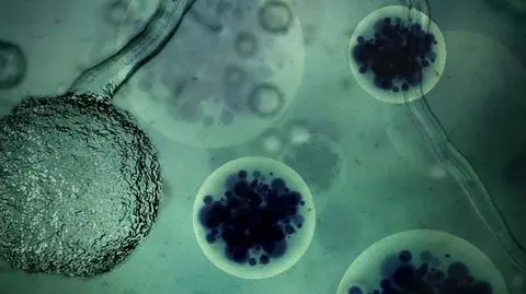 WIRUS - NIEWIDZIALNY ZABÓJCA seria dokumentalna w Discovery