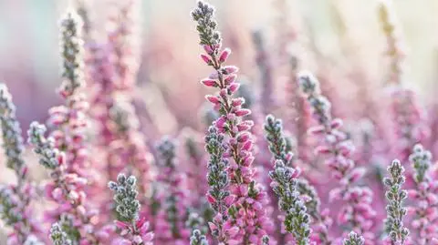 Wrzosy – uprawa i pielęgnacja w domu. Kiedy przycinać wrzos w doniczce?