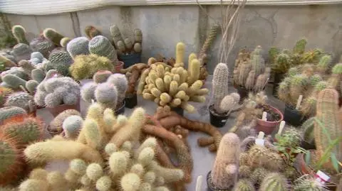 Wyjątkowa kolekcja kaktusów