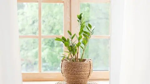 Zamioculcas – uprawa, podlewanie, pielęgnacja i wymagania