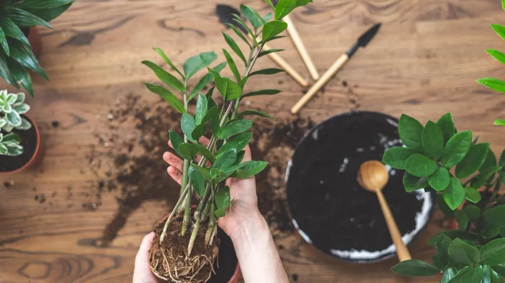 zamioculcas.jpg