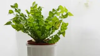 Zanokcica (Asplenium).jpg