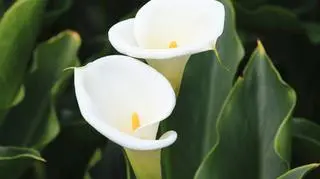 Zantedeschia - 1.jpg