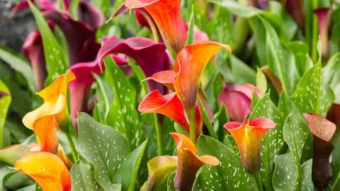 Zantedeschia (kalla, kalia) – uprawa i pielęgnacja kwiatu. Jakie ma wymagania?