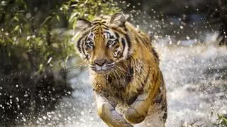 Ziemia tygrysów