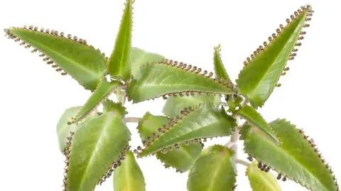 Żyworódka – uprawa, pielęgnacja i wymagania rośliny