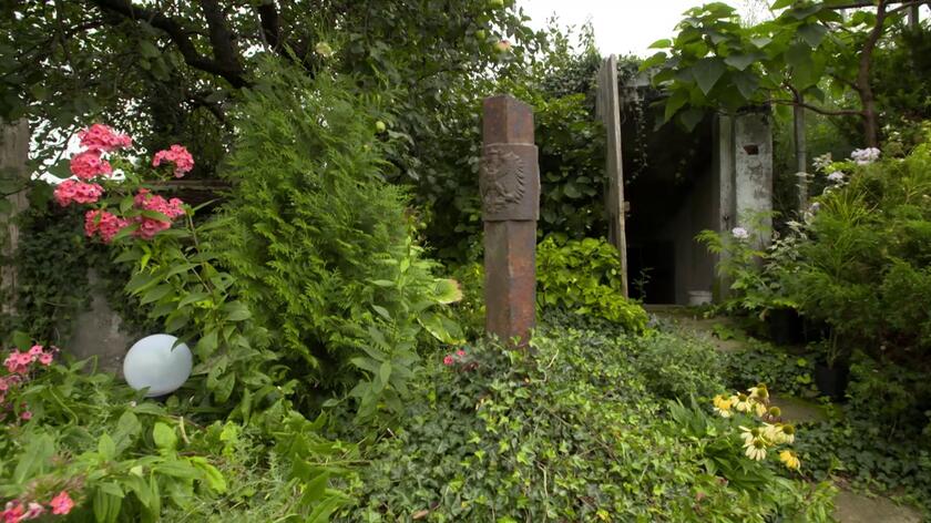 Państwo Szafrankowie z wsi Mierucie sąsiadującej z Biebrzańskim Parkiem Narodowym wychowali się we wrażliwości na naturę i przyrodę. W ogrodzie przy swoim domu postanowili stworzyć miejsce przyjazne "braciom mniejszym" - owadom i małym zwierzętom. Tak powstała "dzika górka", czyli miejsce gdzie się nie pieli, ani nie kosi. To fragment dawnej zabudowy podwórka, którą oddano we władanie naturze. Porastają ją rośliny dzikie, ozdobne i użytkowe, m.in. winorośl. Nie brakuje też elementów historycznych (zabytkowy słupek graniczny) i religijnych.