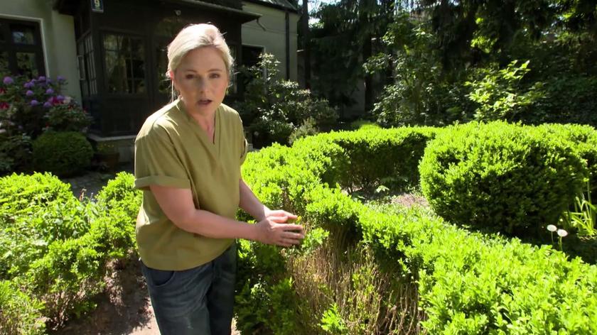 Każdy ogrodnik czasami musi się zmierzyć z problemem obumierających roślin w ogrodzie. Na szczęście, gdy zareaguje się w porę i z użyciem odpowiednich środków, można zapobiec całkowitemu zniszczeniu rośliny. Maja Popielarska radzi, co zrobić, gdy na bukszpanach zauważymy pierwsze niepokojące sygnały problemów. 