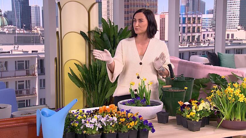 Piękne słoneczne dni skłaniają do spędzania domowej izolacji na balkonie lub tarasie. W poczuciu powiewu wiosny pomogą kolorowe bratki. Te przepiękne kwiaty nie nadają się do zdobienia pomieszczeń w domu (jest dla nich za gorąco), ale są idealne do posadzenia na zewnątrz. Nie wymagają wiele pracy czy ogromnych ogrodniczych umiejętności. O tym, jak najlepiej je posadzić w programie "Dzień Dobry TVN" opowiedziała Olga Piórkowska, współprowadząca program HGTV "Wymarzone ogrody". Projektowaniem wygodnych tarasów i balkonów zajmuje się więc zawodowo. - Bratki są bardzo proste w obsłudze, trudno je zabić. Jedyne czego nie znoszą to przelanie lub przesuszenie - tłumaczyła i dała trzy proste rady, jak małym kosztem energetycznym stworzyć piękny ogród nawet na małej przestrzeni. Przypomniała też, że te rośliny bardzo dobrze funkcjonują także w towarzystwie innych kwiatów, zwłaszcza roślin cebulowych, taki jak tulipany, żonkile, narcyzy czy hiacynty. 
