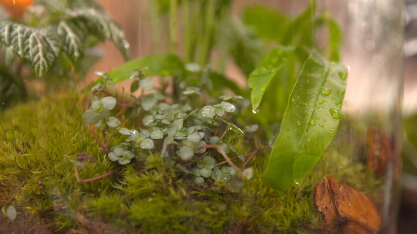 Lasy czy ogrody w słoiku od kilku sezonów są bardzo popularną ozdobą polskich wnętrz. Niestety często okazują się również bardzo drogą dekoracją i nie wszyscy możemy sobie na nią pozwolić. W programie "Dzień Dobry TVN" ekspert Łukasz Skop pokazał, jak łatwo i szybko wykonać taką roślinną ozdobę samemu. Prawidłowo wykonany dziki las w szkle dobrze wygląda przez cały rok. 