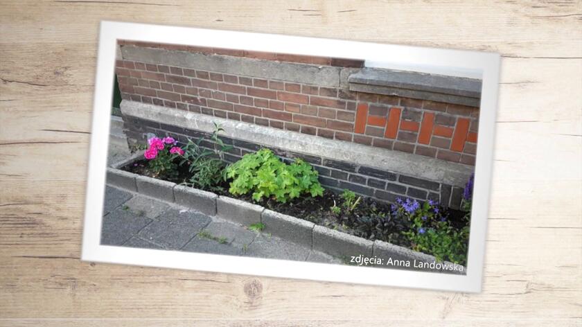 Kilka lat temu działacze proekologiczni w Holandii zauważyli, że w miastach jest coraz mniej owadów i ptaków. Wtedy powstała inicjatywa zazieleniania przestrzeni miejskich. Robi się to tutaj metodą małych kroków - usuwania betonu i sadzenia tam roślin. Do akcji włączyło się już ponad 100 holenderskich miast, w których coraz częściej widać przy domach miniogródki powstałe przez usunięcie pierwszego rzędu betonowych płyt.