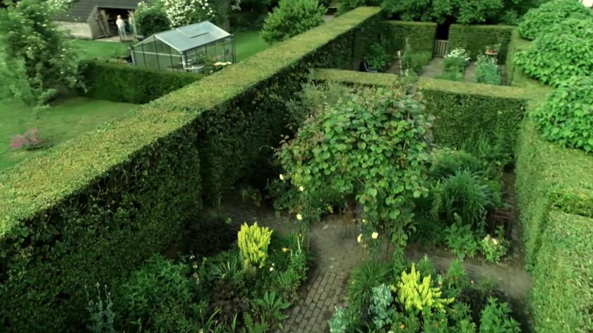 Wiatr to największy problem, z jakim przyszło się zmierzyć właścicielom ogrodu w Barneveld, który Maja Popielarska odwiedziła w 26. odcinku 4. sezonu programu "Nowa Maja w ogrodzie". Mieli jednak świetny pomysł, jak poradzić sobie z żywiołem i mimo jego destrukcyjnego działania stworzyć na swojej rozległej działce klimatyczną zieloną przestrzeń Remedium odnaleźli bowiem w stworzeniu ścian z żywopłotu. W większości jest to buk, ale z czasem docenili także w tej roli cisa. Rezygnują natomiast na bardzo popularnego w Polsce bukszpanu, czego przyczyną jest plaga ćmy bukszpanowej. A przy tak długich ścianach z żywopłotu bardzo ważna jest wygoda. Ogrodnikowi przycięcie ich wszystkich zajmuje dwa pełne dni, natomiast kolejne pięć musi poświęcić na sprzątanie ściętych pędów. Później służą one jako nawóz na okolicznych polach. 