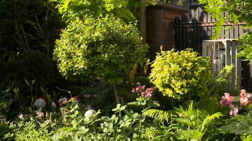 Ogrodnictwo to pasja pani Katarzyny Król, dlatego na swojej działce chce mieć jak najwięcej różnorodnych drzew, krzewów czy bylin. Nie zależy jej jednak na stworzeniu dżungli w przydomowym ogródku, a wszystko stara się robić ze smakiem oraz rozsądkiem. Dlatego w sklepach ogrodniczych wynajduje mniejsze odmiany popularnych drzew, a krzewy preferuje w formie piennej, czyli takiej w której wprost z pnia wyrasta bukietowa korona. Można je znaleźć w wielu sklepach czy szkółkach, ale też bardzo prosto zrobić to samemu. Tak, jak zresztą robi to pani Kasia, która oprowadziła Maję Popielarską po swojej posesji w 20. odcinku programu "Nowa Maja w ogrodzie". Nasza prowadząca miała okazję podziwiać m.in. grujecznik japoński. 