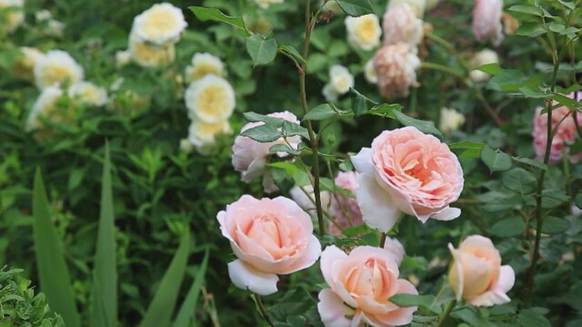 Nowa Maja w ogrodzie: Jak dbać o róże?