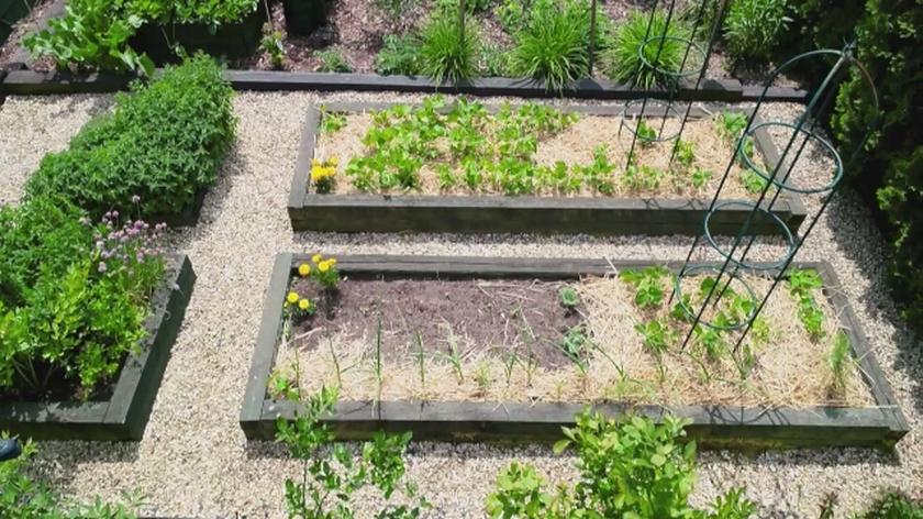 Nowa Maja w ogrodzie: Jak dbać o warzywnik?