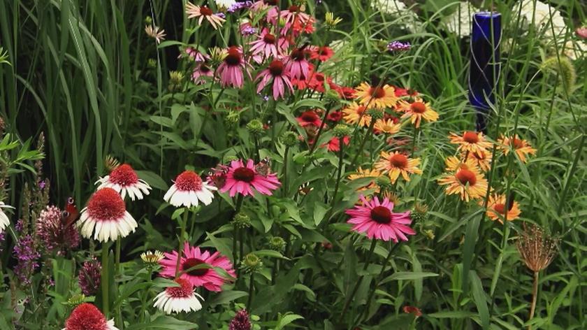 Nowa Maja w ogrodzie: Jak dobrać rośliny do ogrodu? Okazuje się, że metodą prób i błędów. W ogrodzie Pani Małgosi znajdziemy duże kolekcje jeżówek. To piękne kolorowe kwiaty, które ożywiają rabaty w tym ogrodzie!
