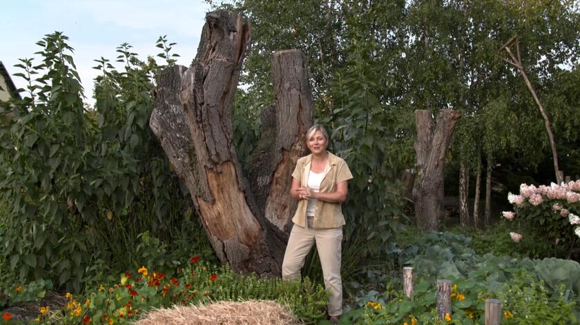 Kamila i Bogdan Kasperscy porzucili swoje prace i dynamiczne życie w Warszawie, by stworzyć ekologiczny warzywny ogród w województwie lubuskim. Zgłębili tajniki permakultury i stosując się do jej zasad hodują wiele roślin oraz zbierają dorodne plony. Jednak ich ogród to nie tylko warzywnik. Znalazło się tutaj także miejsce na piękne kwiaty czy dom dla owadów. Pan Bogdan jest zapalonym fotografem, uwielbia fotografować przyrodę, nawet najmniejsze żyjątka. Wraz z żoną postanowił stworzyć im dom, zakupił więc i postawił w ogrodzie spróchniałe drzewa. Owadów na wprowadzenie się namawiać nie musiał. Zamieszkał tutaj m.in. jelonek rogacz. 