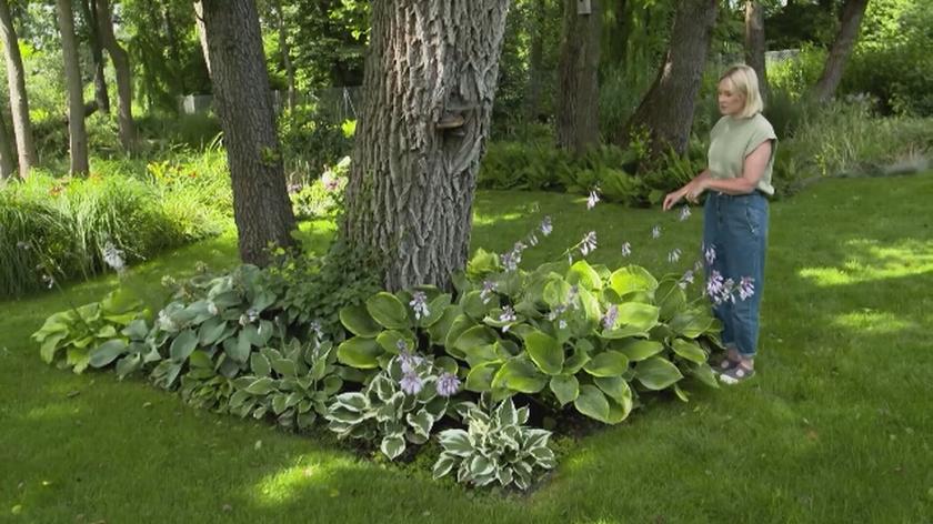 Nowa Maja w ogrodzie: Kwadratowe rabaty Pani Anety. Ten ogród zachwyca. Zobaczcie piękne zdobienia drzew kwadratowymi rabatami, które zaprojektowała Pani Aneta. Jak dobrać rośliny do takich rabat? Posłuchajcie!