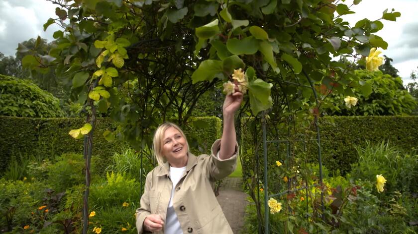 Ogromny ogród w gminie Barneveld w Holandii podzielony jest na wiele mniejszych pokoi i gabinetów tematycznych. To nie tylko porządkuje dużą przestrzeń, ale sprawia, że spacer po tej zielonej przestrzeni, w który Maja Popielarska zabiera nas w 26. odcinku swojego programu, staje się znacznie ciekawszy. Nasza prowadząca pokazała nam różnorodne rabaty, skupiła się także na obecnym wszędzie żywopłocie, ale nie ominęła też niesamowitego "żółtego" pokoju. Każda rosnąca tutaj roślina ma jakiś żółty element w postaci liści lub kwiatów. Różnorodne odmiany żółci zapewniają tutaj m.in. przewrotnik ostroklapowy, berberys czy maczki kalifornijskie. 
A co skrywają pozostałe pokoje? Odpowiedź na to pytanie w 26. odcinku 4. sezonu programu "Nowa Maja w ogrodzie". 