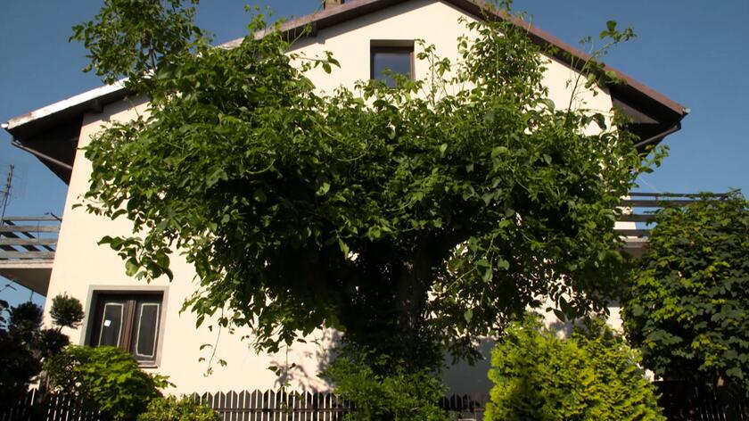 Pasją pani Katarzyny Król jest ogrodnictwo, a najbardziej kocha drzewa. Uwielbia odkrywać ich nowe gatunki i patrzeć jak rozwijają się w jej ogrodzie. Już dawno przestała liczyć, ile ich ma. A z pewnością, gdyby tylko mogła, miałaby ich jeszcze więcej. Problemem jest jednak mała przestrzeń. Ogród, który Maja Popielarska odwiedziła w 20. odcinku programu "Nowa Maja w ogrodzie" ma zaledwie 400 metrów kwadratowych, z których lwią część zajmuje duży dom. Ze wszystkich stron tę działkę otaczają garaże oraz inne domy. Dlatego pani Katarzyna zmuszona jest do regularnego przycinania drzew oraz kontrolowania ich rozrostu. I została w tej kwestii prawdziwą ekspertką - od lat udaje jej się formować trudny do utrzymania w ryzach orzech włoski. Przycinany od góry zaczął wypuszczać liany. A pod nim świetnie czują się inne rośliny. W tym ogrodzie Maja Popielarska stała się prawdziwą pogromczynią mitu, że pod orzechem włoskim nic nie chce rosnąć. 