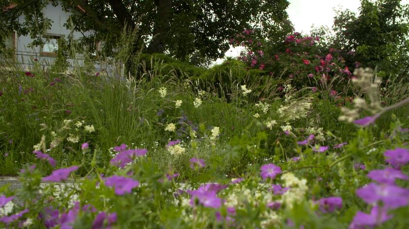 Projektant ogrodu w Małopolsce od swoich zleceniodawców otrzymał polecenie, aby stworzyć miejsce, które będzie służyć przede wszystkim do odpoczynku i relaksu. Nie mogło wymagać za dużo codziennej pracy, ponieważ jego właściciele chcieli tutaj odetchnąć po ciężkiej pracy. Projektant starał się wykonać powierzone mu zadania i dlatego do tematu rabat podszedł nowocześnie. Zrobił je tak, żeby wyglądały jak kawałki łąki. Jak osiągnął taki efekt opowiedział Mai Popielarskiej. Kluczem okazało się gęste sadzenie bylin. Ze względu na nasłonecznione stanowiska projektant wybrał tutaj gatunki takie jak świerzbnica macedońska, szałwia łąkowa czy penstemon naparstnicowaty.