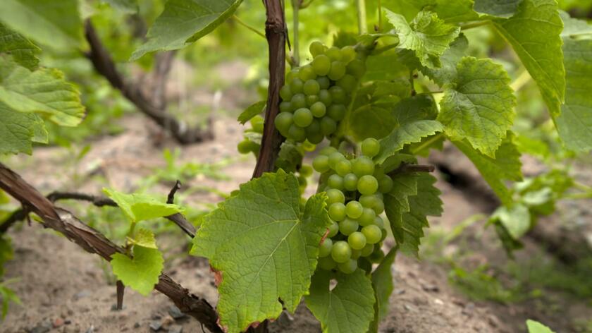 "Nowa Maja w ogrodzie": z miłości do wina stworzyli własną winnicę w ogrodzie pod Serockiem