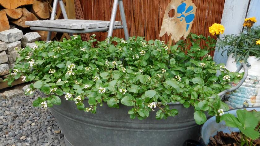 W najnowszej części ogrodu, który Maja Popielarska podziwiała w 20. odcinku programu "Nowa Maja w ogrodzie", czyli warzywniku uwagę naszej prowadzącej przykuła rukiew wodna. To bardzo zdrowa roślina z rodziny kapustowatych, którą wciąż rzadko można spotkać w naszych ogrodach czy na naszych stołach. Zdaniem Mai Popielarskiej niesłusznie, ponieważ liście tej rośliny są bogate w witaminy oraz minerały, mają także charakterystyczny ostry smak. Charakterystyczna jest też hodowla rukwi wodnej, ponieważ najlepiej czuje się ona na mokrym, wręcz błotnistym podłożu. 