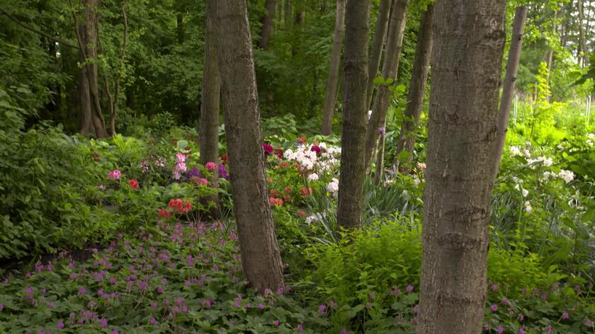 Część ogrodu pod Siedlcami, który Maja Popielarska odwiedziła w 11. odcinku 3. sezonu "Nowej Mai w ogrodzie", tworzy olszyna. Tam pani Ewa - właścicielka posesji - postanowiła stworzyć stanowisko dla roślin ozdobnych.  W maju w piętrze krzewów zachwycają różaneczniki i azalie, a runo porastają bodziszki i tiarelle. Nie brakuje tu też paproci i host, które dodają tej części ogrodu nieco bajkowego charakteru. 