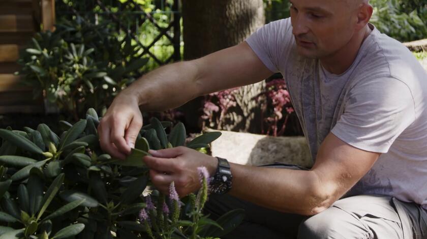 Rododendron to efektowna roślina, ale tylko wtedy, gdy jest zdrowa. By taka była, potrzebuje kwaśnego podłoża. Gdy listki rododendronu się zwijają, może to oznaczać, że gleba nie jest wystarczająco kwaśna. Wystarczy ją jednak nawieść, tak jak zrobił to Dominik Strzelec w 1. odcinku "Polowania na ogród", by roślina odżyła i cieszyła oko.