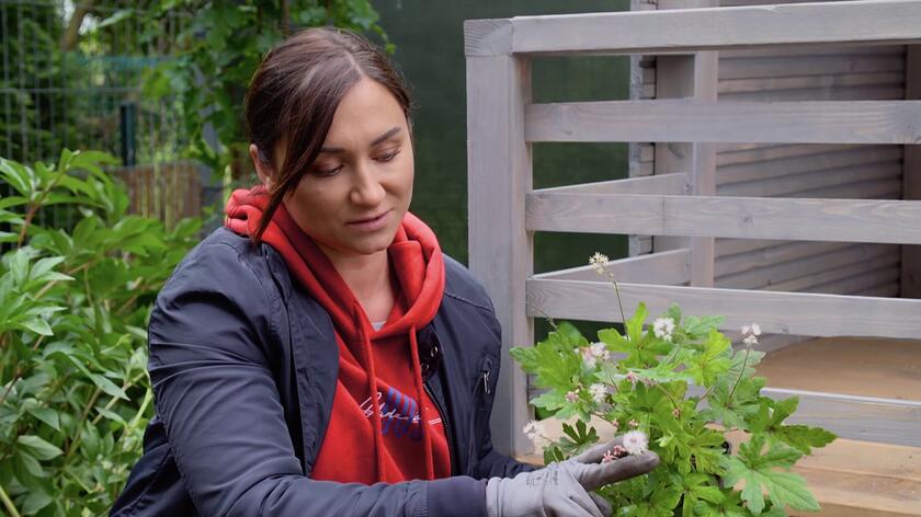 Większość roślin lubi słoneczne lub półcieniste stanowiska. Co więc wybrać, jeśli mamy miejsce w cieniu? Jedną z roślin, które świetnie sprawdzą nawet na bardzo zaciemnionym stanowisku jest tiarella. Odmiana wybrana przez Olgę pod stojący w  ogródku bohaterów 4. odcinka "Wymarzonych ogrodów" drewniany domek pochodzi z Ameryki Południowej i nosi nazwę Tiarella trifoliata. Najbardziej popularny w Polsce gatunek tiarelli to odmiana sercolistna. Każda tiarella będzie się dobrze czuła w cieniu, w stale wilgotnej ziemi. Sadzona w grupach tworzy zieloną okrywę z lekko różowymi kwiatami. Jej zaletą jest mrozoodporność. 