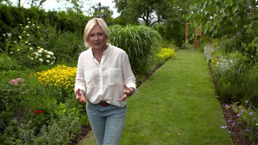 W ogrodzie panów Andrzeja i Konrada w Krakowie jeden salon zajmują niemal wyłącznie byliny. Ta część ogrodu jest inspirowana ogrodami angielskimi, choć nie brakuje w nim polskich akcentów. Jakich? Zobaczcie fragment 14. odcinka "Nowej Mai w ogrodzie".