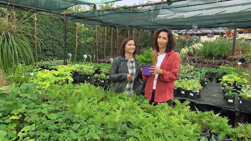 W 3. odcinku 3. sezonu "Wymarzonych ogrodów" Olga Piórkowska i Izabela Szarmach trafiły na jedno z warszawskich osiedli, składających się z kilkupiętrowych budynków mieszkalnych. Celem ich podróży oraz miejscem pracy przez trzy dni był jeden z ogródków znajdujących się przy mieszkaniach zlokalizowanych na parterze tych bloków. Z racji otaczających go wysokich budynków, drzew oraz wysokiego płotu, przez cały czas panuje tutaj cień. Dlatego nasze prowadzące musiały postawić na byliny, którym brak słońca po prostu nie przeszkadza. W sklepie ogrodniczym w oko wpadła im narecznica samcza, czyli rosnąca w polskich lasach odmiana paproci. Postawiły także na nieco większą bylinę - pochodzącą z Japonii aralię. Do zacienionego ogrodu zdaniem naszych ekspertek świetnie nadadzą się także brunery oraz funkie. 