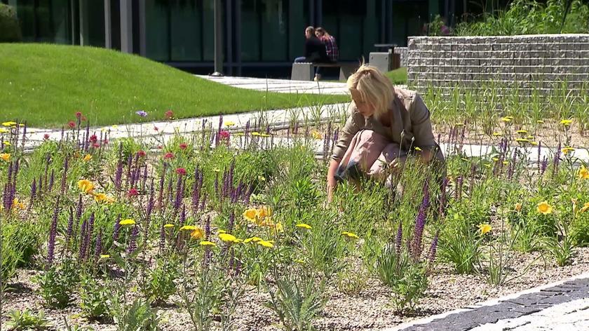 Choć na pierwszy rzut oka kamieniste podłoże wydaje się być trudne dla roślin, okazuje się, że odpowiednio przygotowane będzie nie tylko ładnie wyglądało, ale i pomagało roślinom mocno się ukorzenić. Zobaczcie, jak to zrobić!